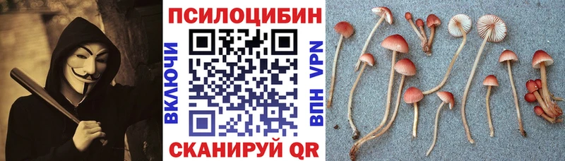 наркота  Починок  Псилоцибиновые грибы Cubensis 